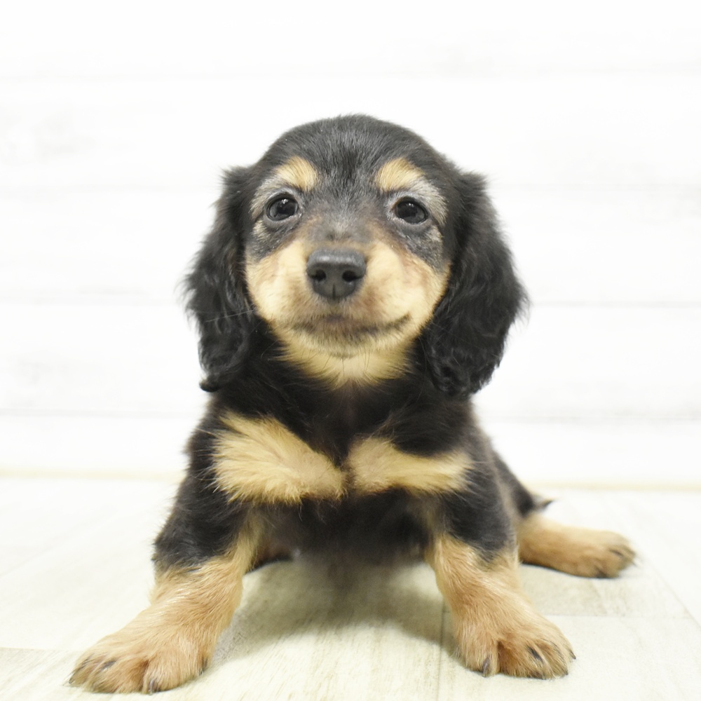 長野県のカニンヘンダックスフンド(ロング) (犬の家＆猫の里カインズ梓川店/2026年8月18日生まれ/女の子/ブラックタン)の子犬