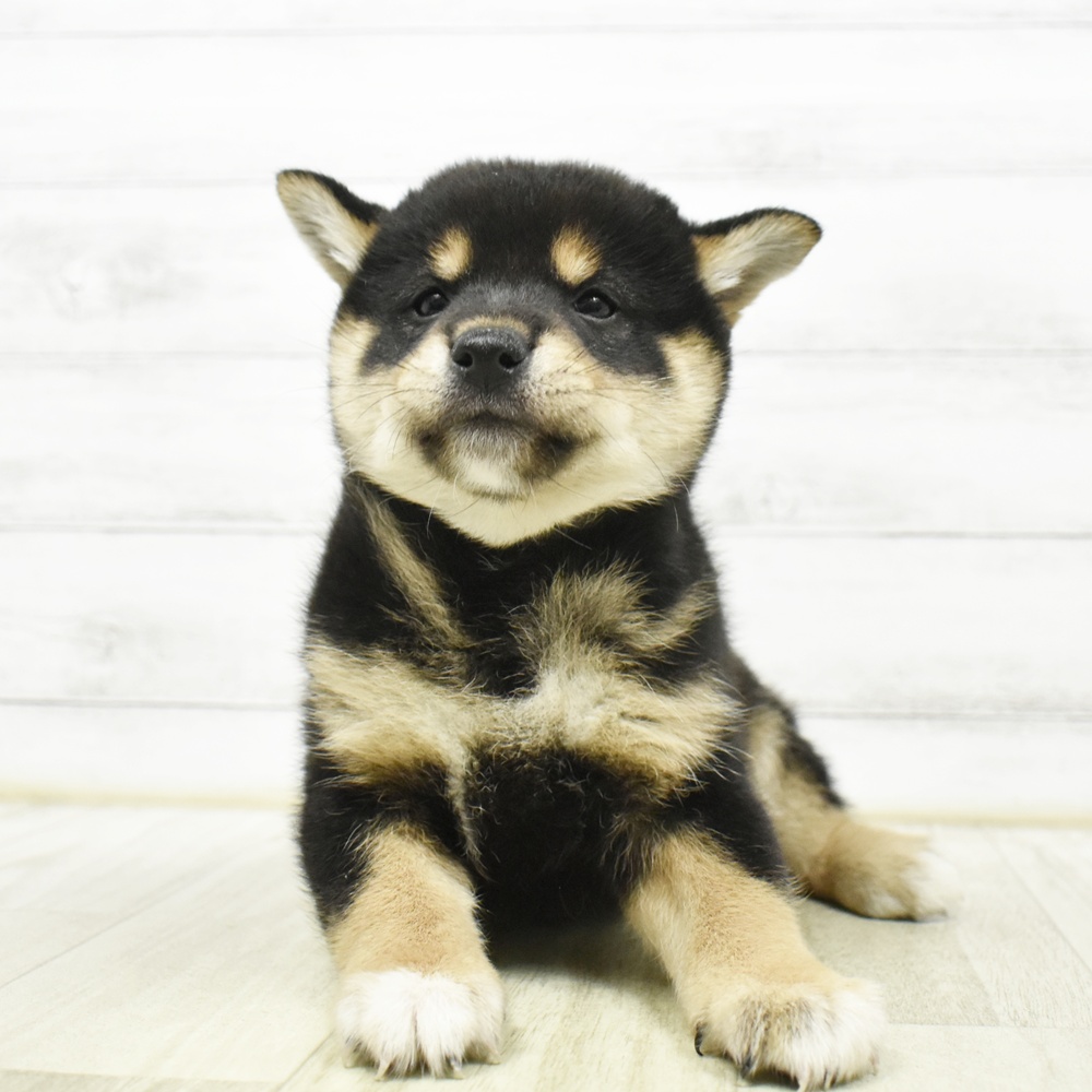 神奈川県の柴犬(標準サイズ) (犬の家＆猫の里小田原店/2026年8月17日生まれ/女の子/黒)の子犬