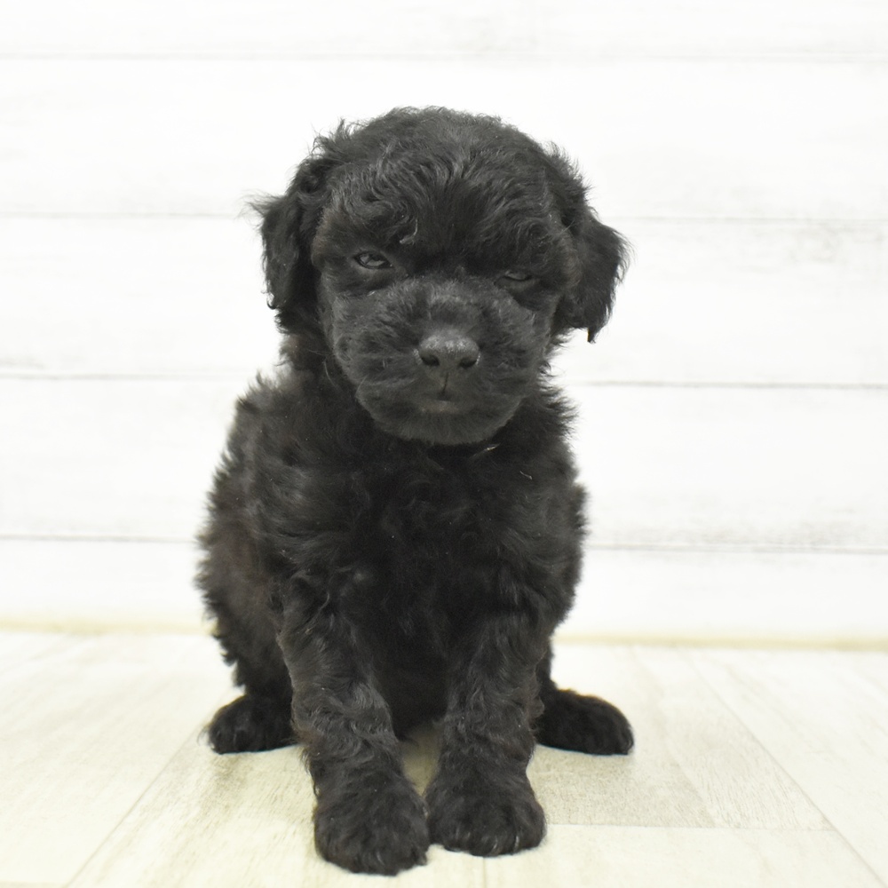 富山県のトイプードル(トイ) (犬の家＆猫の里アミーゴ山室店/2026年8月12日生まれ/男の子/ブラック)の子犬