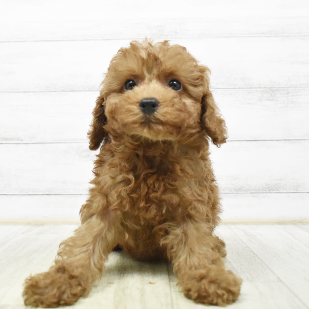 静岡県のトイプードル(トイ) (犬の家＆猫の里アミーゴ浜松和田店/2026年8月17日生まれ/女の子/レッド)の子犬