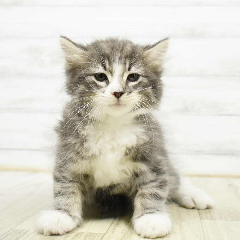 静岡県のノルウェージャンフォレストキャット (犬の家＆猫の里富士店/2026年8月16日生まれ/男の子/ブルータビーホワイト)の子猫