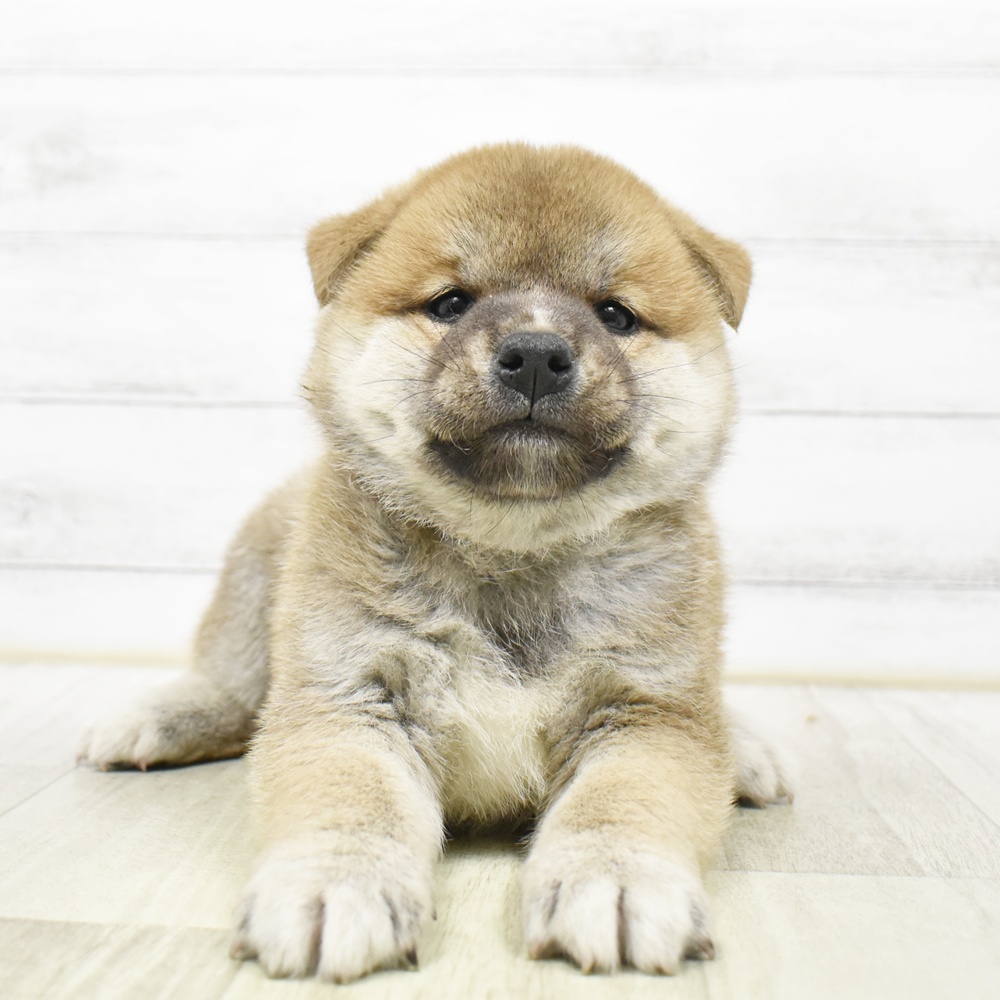 三重県の柴犬(標準サイズ) (犬の家＆猫の里三重桑名店/2026年8月18日生まれ/男の子/赤)の子犬の4枚目の画像