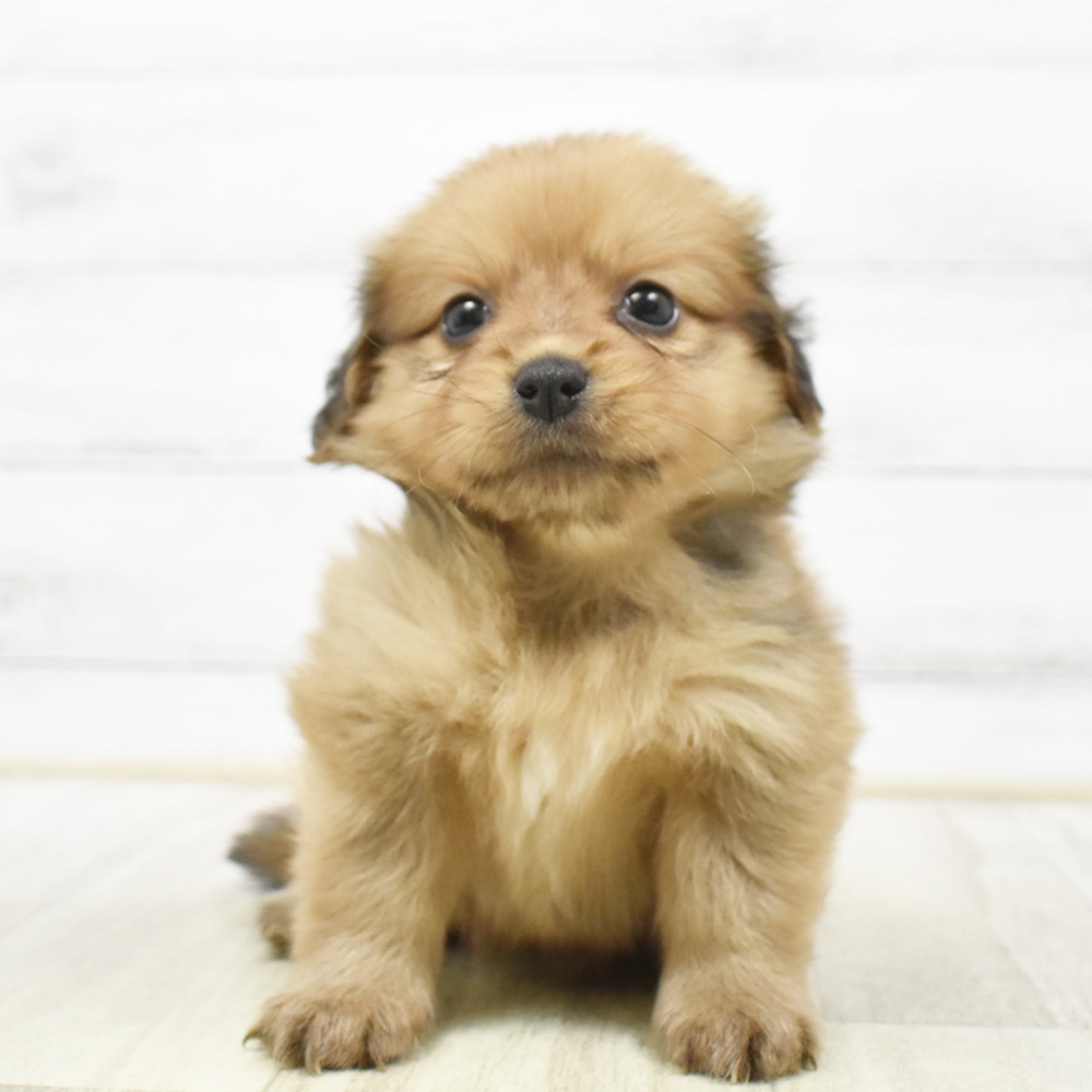 ハーフ犬女の子の写真