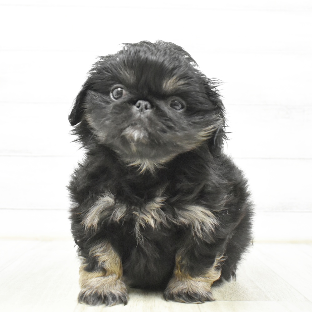 長野県のペキニーズ (犬の家＆猫の里塩尻店/2026年8月18日生まれ/女の子/ブラックタン)の子犬
