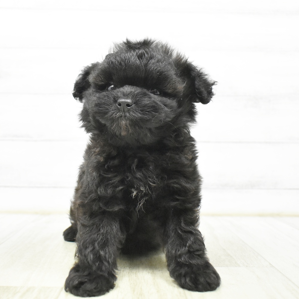 千葉県のポメプー(ポメラニアン×プードル) (犬の家＆猫の里BIGHOPガーデンモール印西店/2026年8月18日生まれ/男の子/ブラウンホワイト)の子犬の2枚目の画像