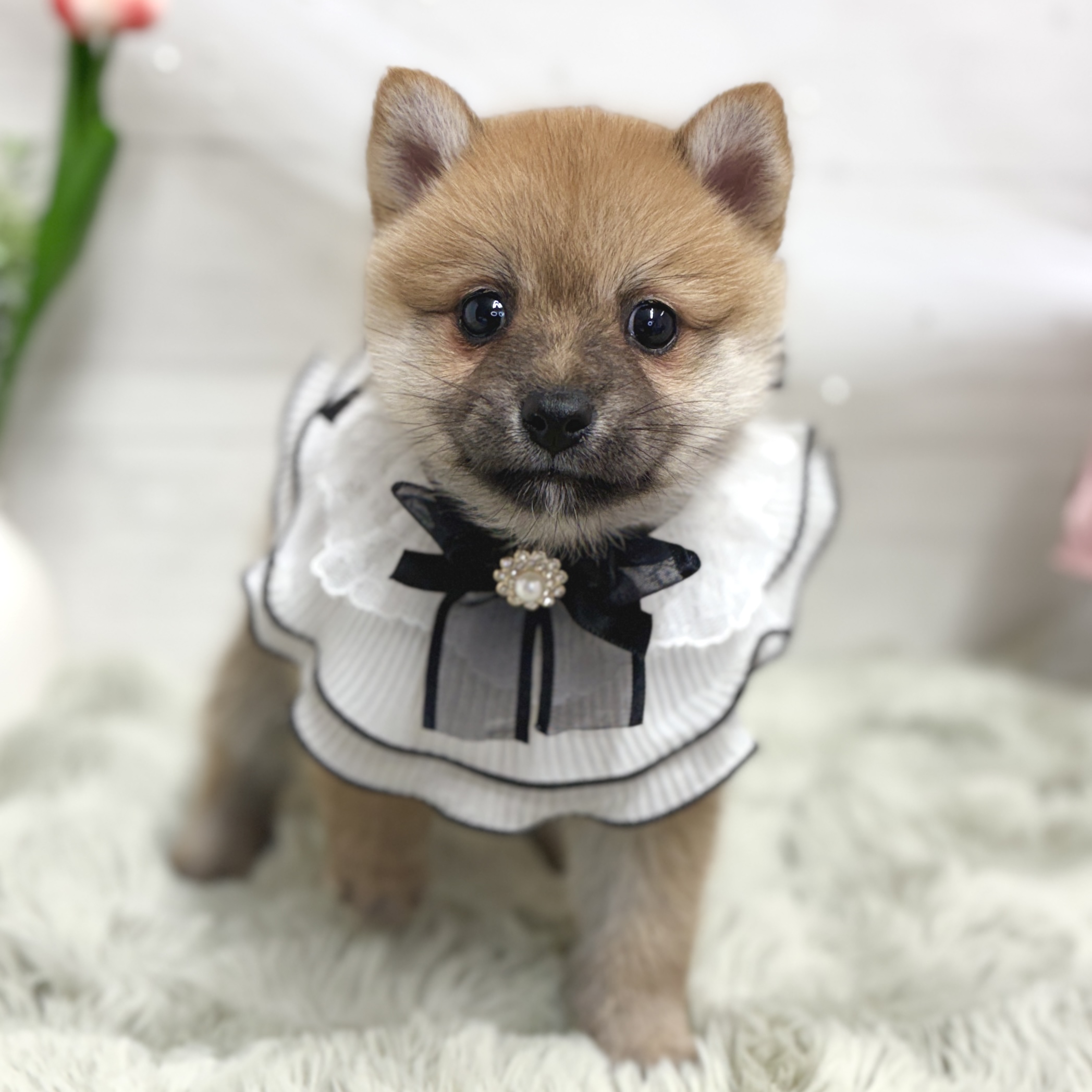 神奈川県のポメ柴/豆ポメ/ポメ豆柴(ポメラニアン×柴犬) (犬の家＆猫の里相模原店/2026年8月18日生まれ/女の子/赤)の子犬の1枚目の画像