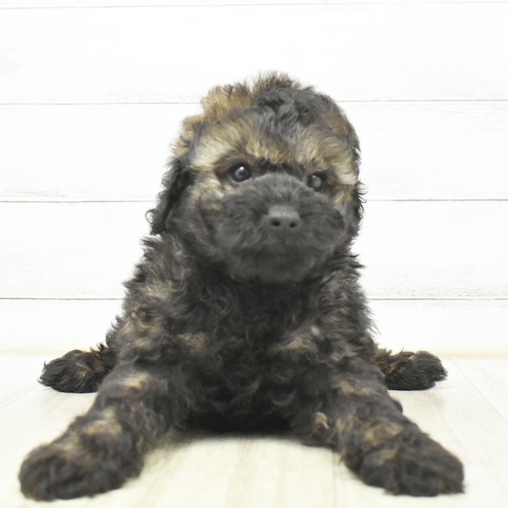 愛知県のトイプードル(トイ) (犬の家＆猫の里安城店/2026年8月18日生まれ/男の子/ブリンドル)の子犬
