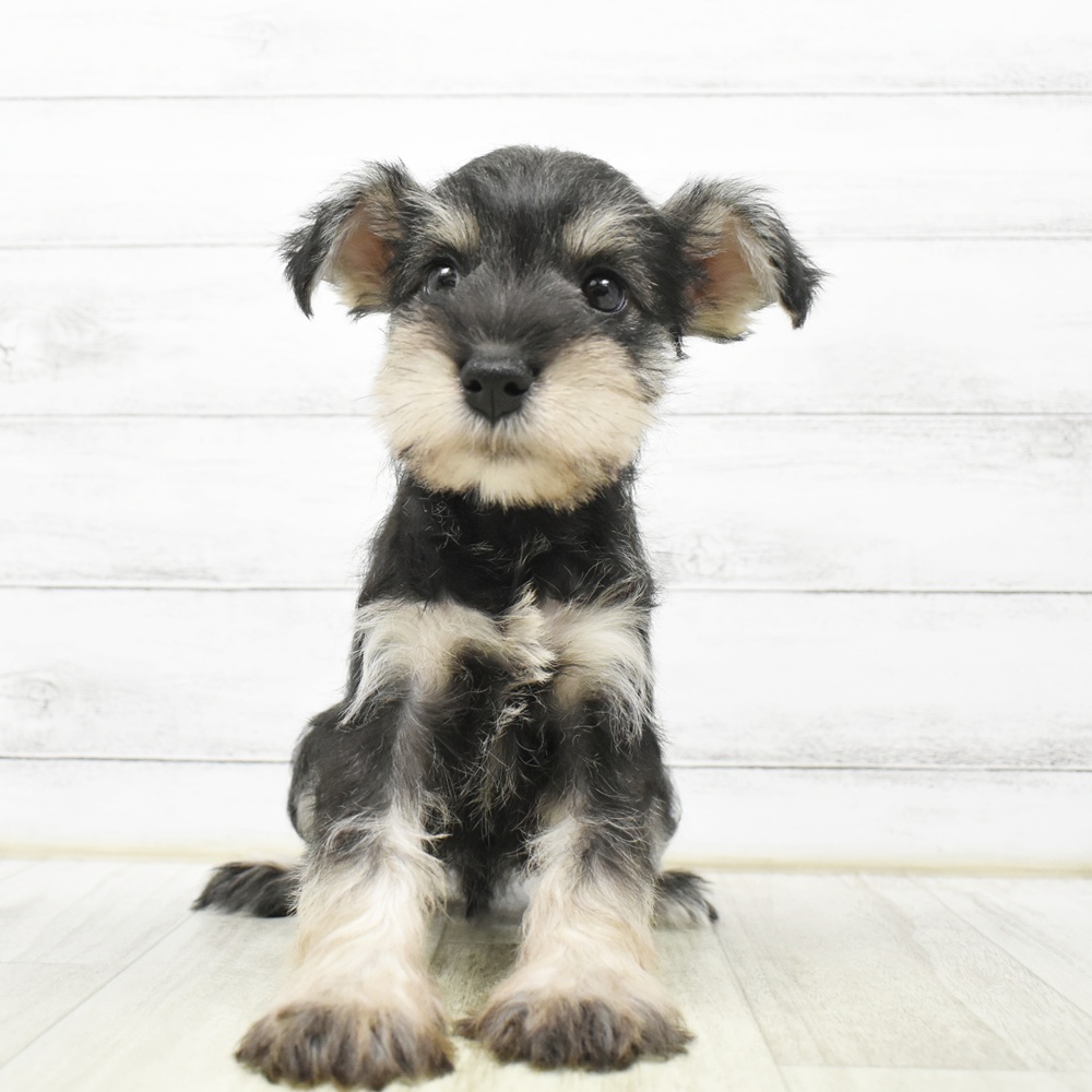 愛知県のミニチュアシュナウザー (犬の家＆猫の里豊田店/2026年8月13日生まれ/男の子/ソルトペッパー)の子犬