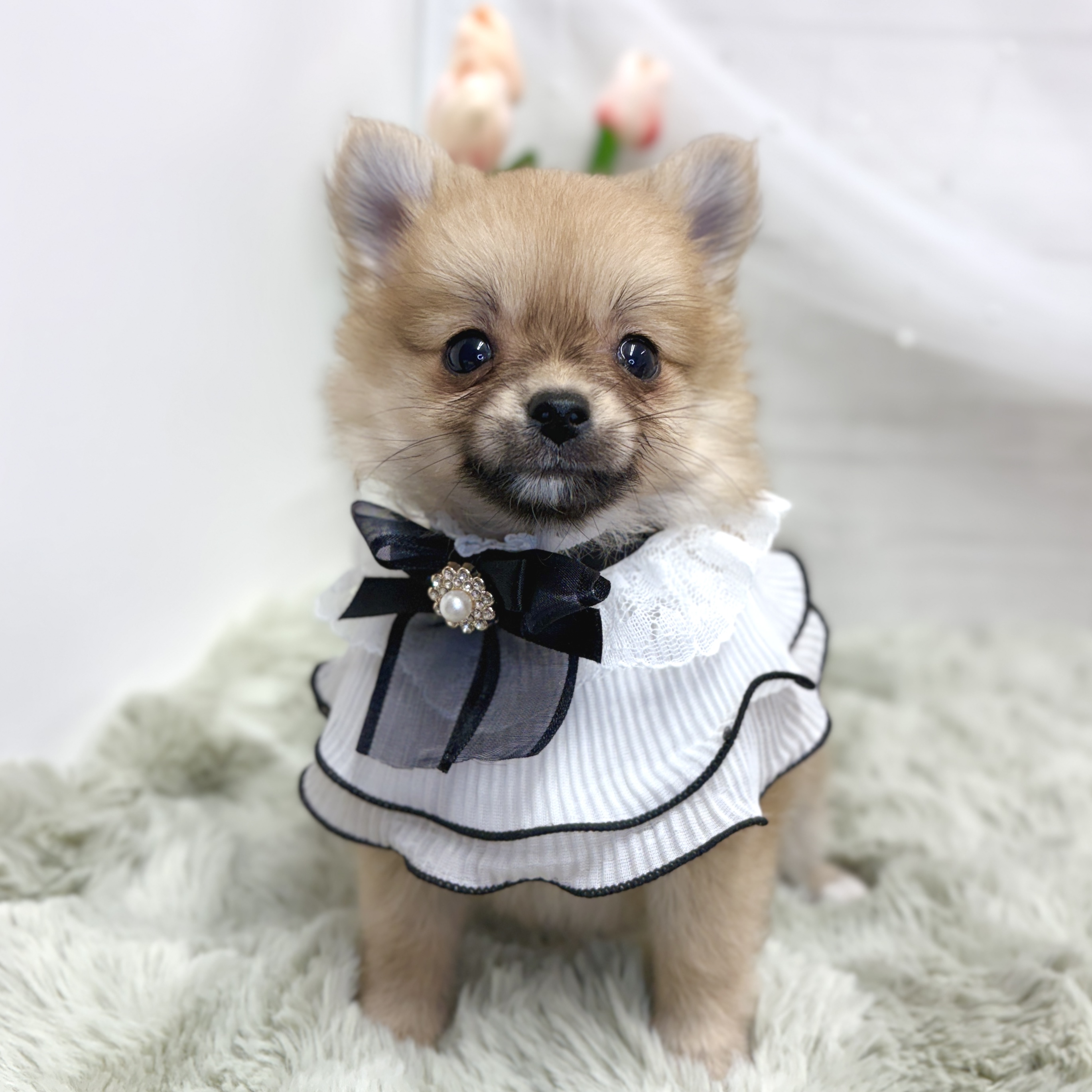 神奈川県のポメチワ/チワポメ/ポメチー(ポメラニアン×チワワ) (犬の家＆猫の里相模原店/2026年8月17日生まれ/女の子/クリームセーブル)の子犬の1枚目の画像