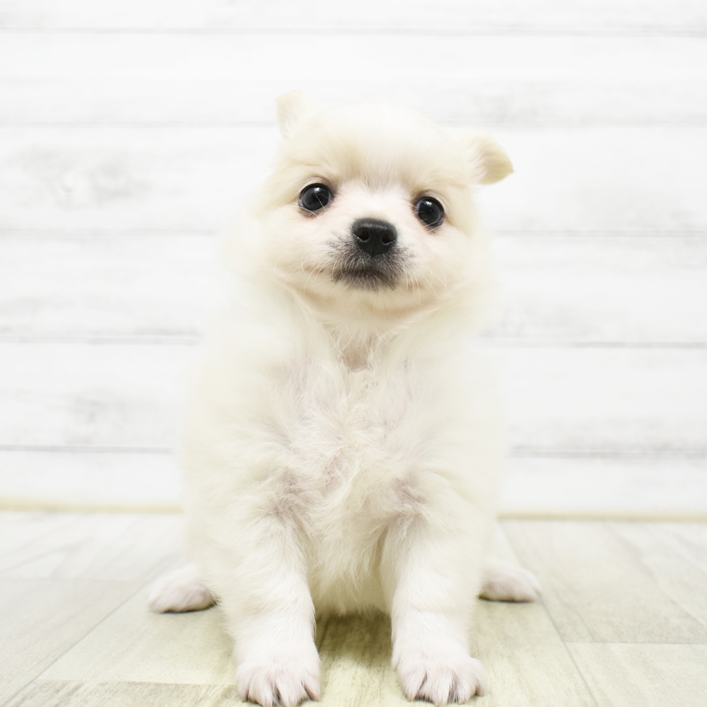東京都のポメチワ/チワポメ/ポメチー(ポメラニアン×チワワ) (犬の家＆猫の里ペットフォレスト小平店/2026年8月16日生まれ/女の子/クリームホワイト)の子犬