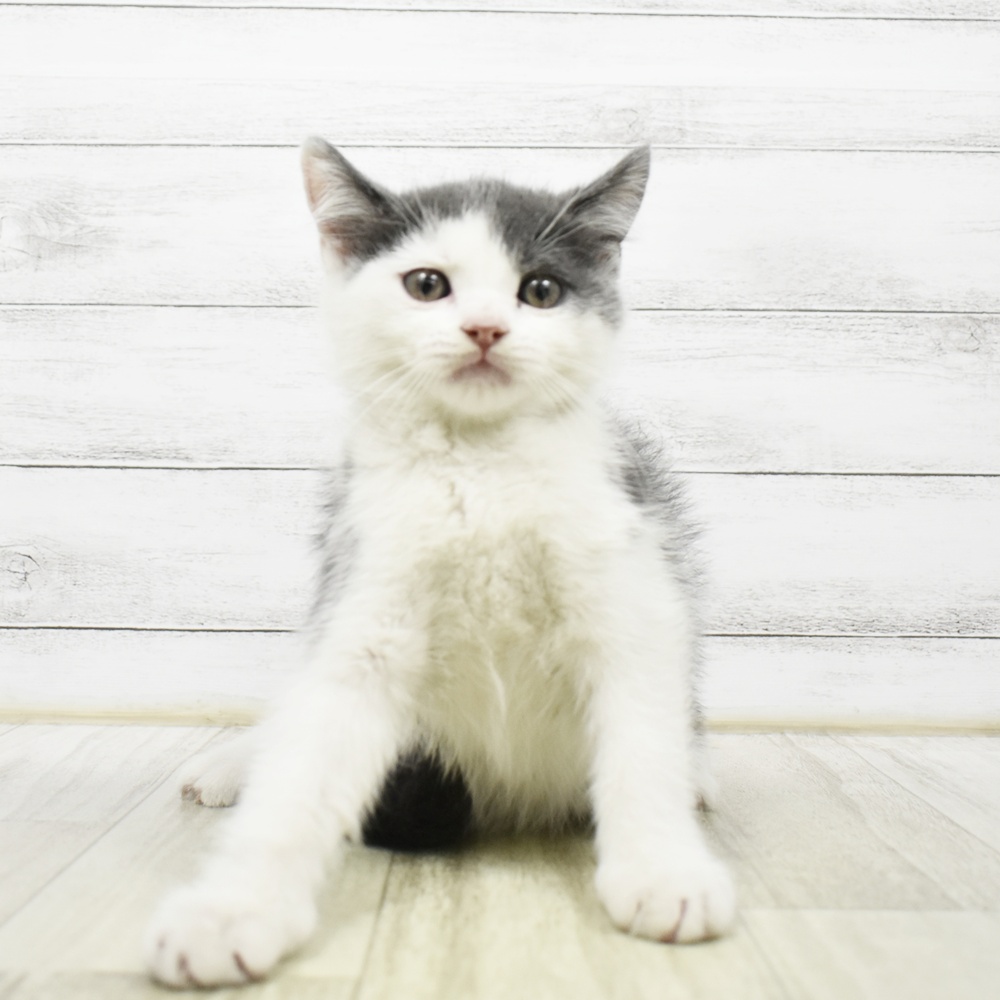 福井県のブリティッシュショートヘアー (犬の家＆猫の里福井店/2026年8月14日生まれ/男の子/ブルーホワイト)の子猫