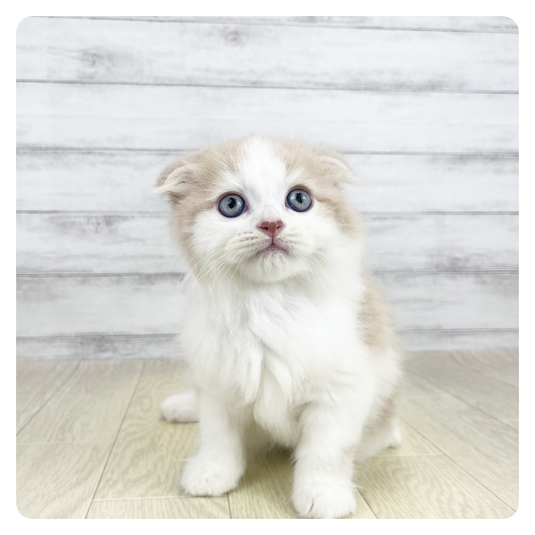 愛知県のスコティッシュフォールド (犬の家＆猫の里愛知刈谷店/2026年8月19日生まれ/女の子/クリームタビーホワイト)の子猫の2枚目の画像