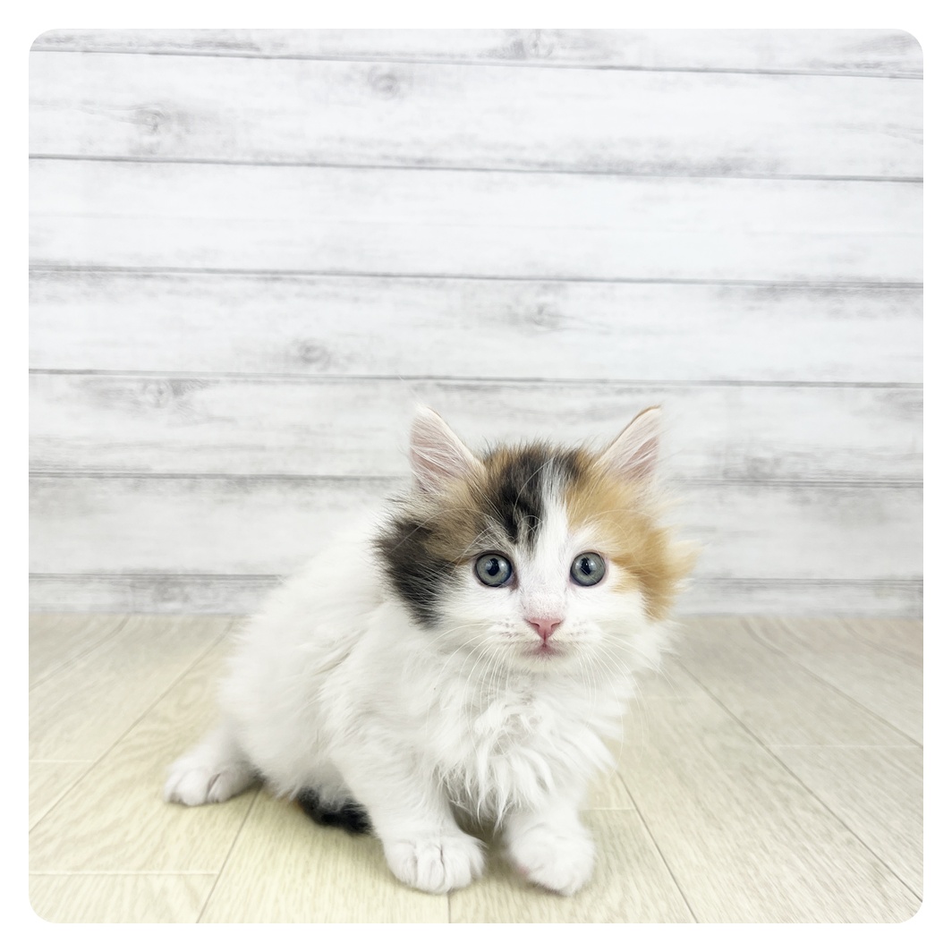 愛知県のスコティッシュストレート (犬の家＆猫の里愛知刈谷店/2026年8月18日生まれ/女の子/キャリコ)の子猫
