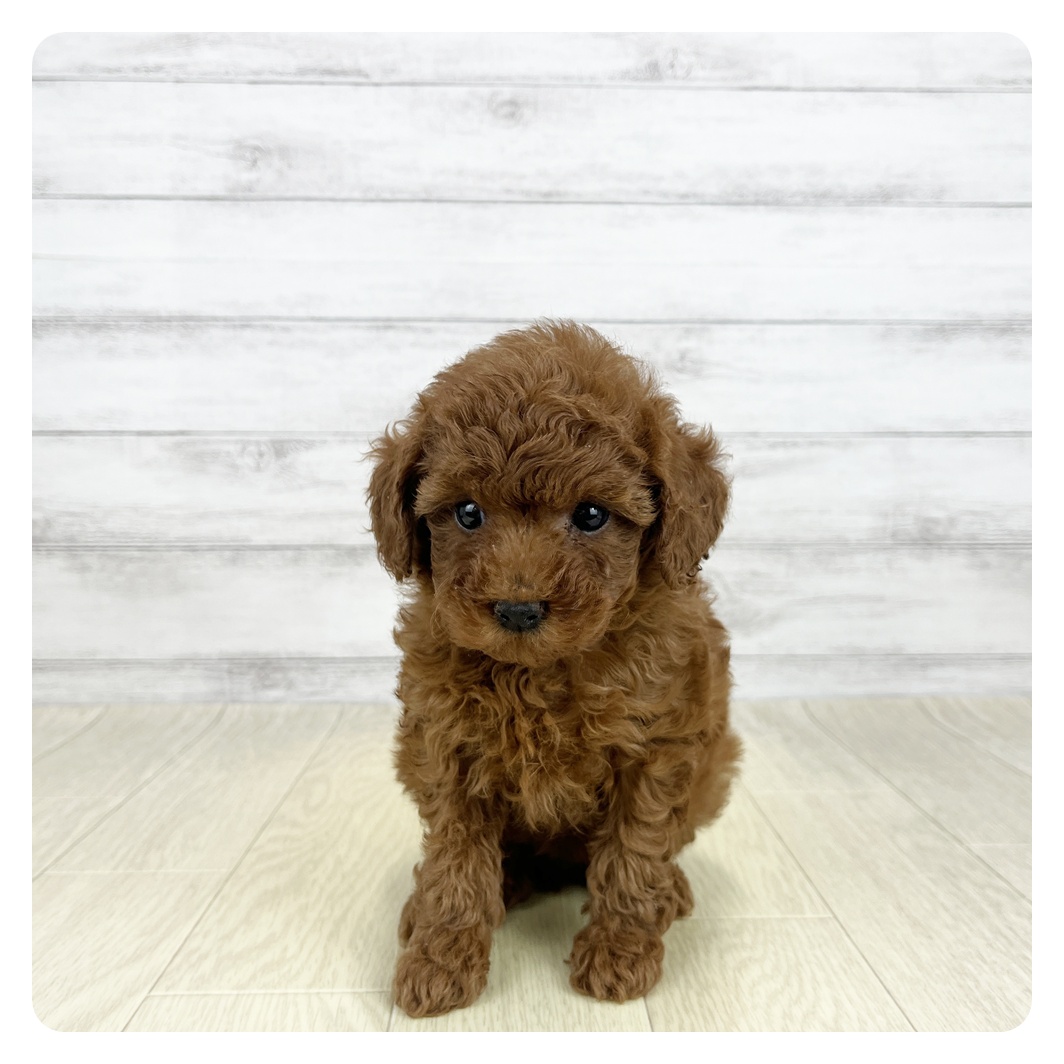 愛知県のトイプードル(トイ) (犬の家＆猫の里名古屋天白店/2026年8月19日生まれ/女の子/レッドフォーン)の子犬の3枚目の画像
