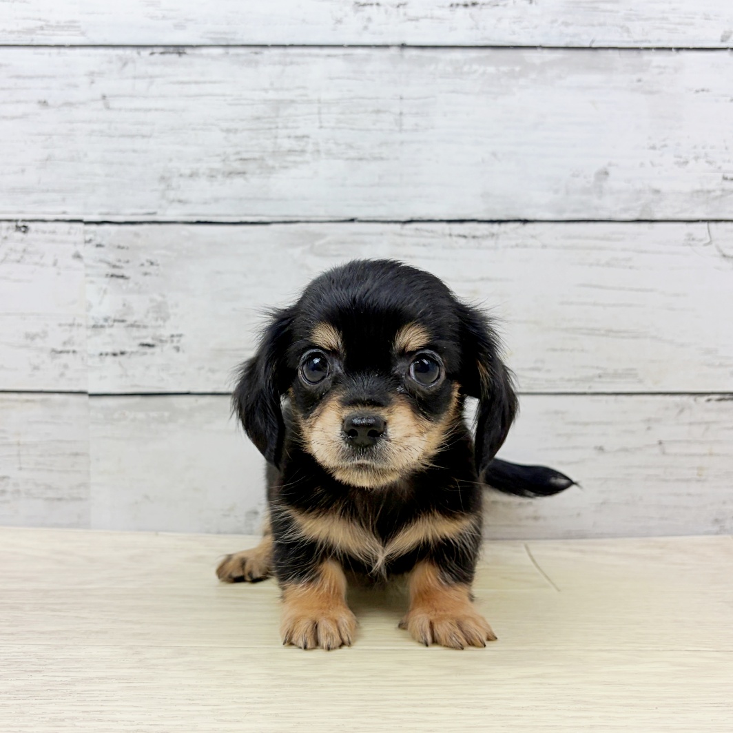 京都府のチワックス(チワワ×ダックス) (犬の家＆猫の里京都精華店/2026年8月19日生まれ/女の子/ブラッククリーム)の子犬