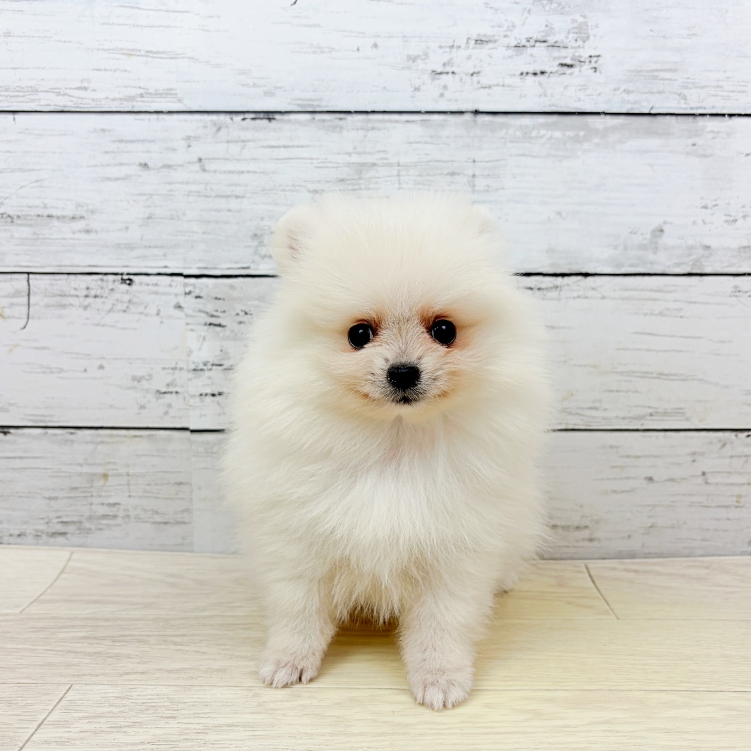 滋賀県のポメラニアン (犬の家＆猫の里長浜店/2026年8月18日生まれ/女の子/クリーム)の子犬