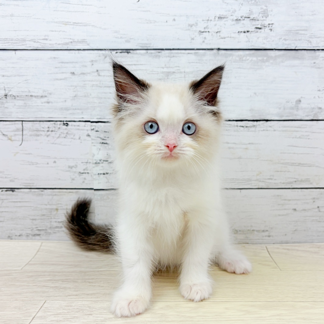 兵庫県のラグドール (犬の家＆猫の里カナート西神戸店/2026年8月16日生まれ/女の子/シールポイントバイカラー)の子猫