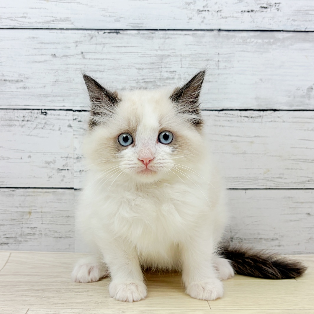 滋賀県のラグドール (犬の家＆猫の里近江八幡店/2026年8月16日生まれ/男の子/シールポイントバイカラー)の子猫