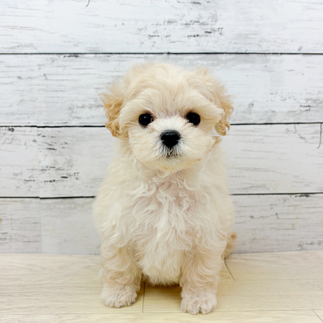 兵庫県のマルプー(マルチーズ×プードル) (犬の家＆猫の里ゆめタウン姫路店/2026年8月18日生まれ/女の子/クリーム)の子犬の4枚目の画像