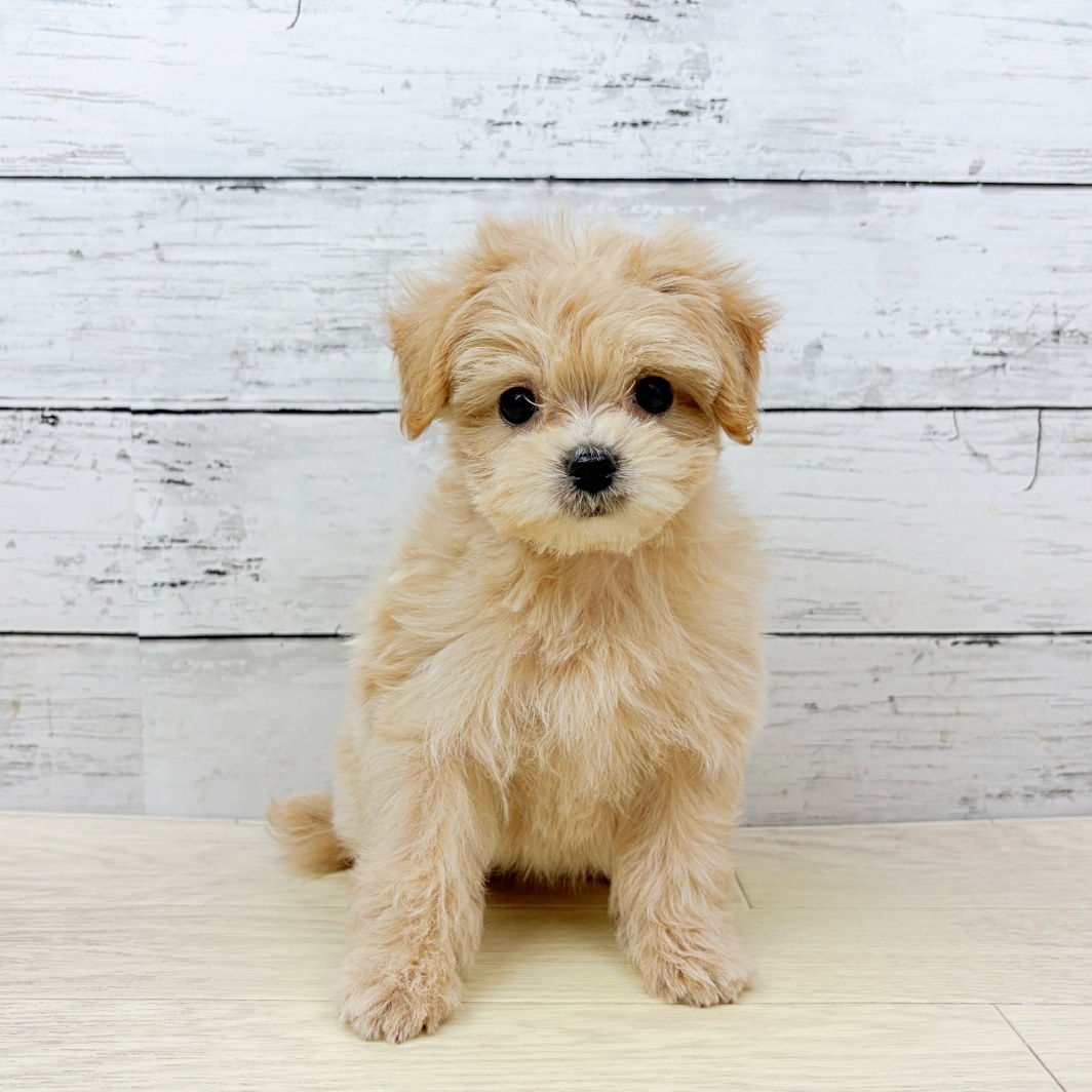ハーフ犬女の子の写真