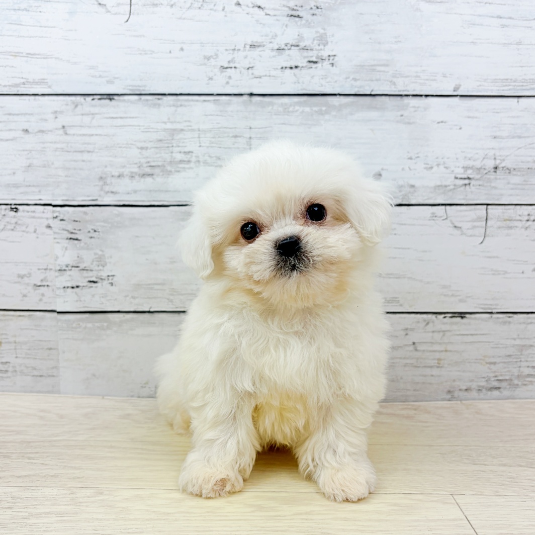 兵庫県のハーフ犬・ミックス犬 (犬の家＆猫の里カナート西神戸店/2026年8月20日生まれ/男の子/ホワイト)の子犬の1枚目の画像