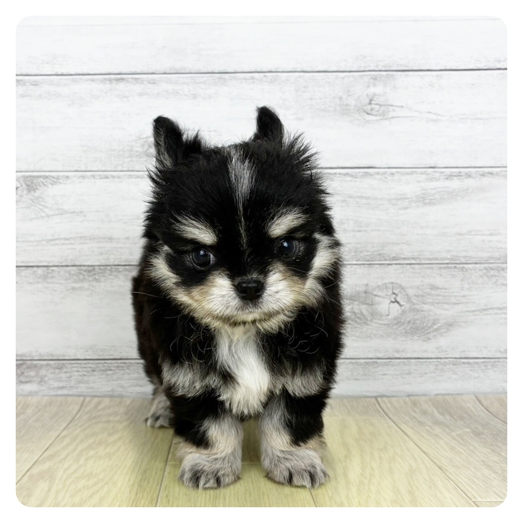 愛知県のチワワ(ロング) (犬の家＆猫の里春日井本店/2026年8月21日生まれ/男の子/ブラッククリームホワイト)の子犬