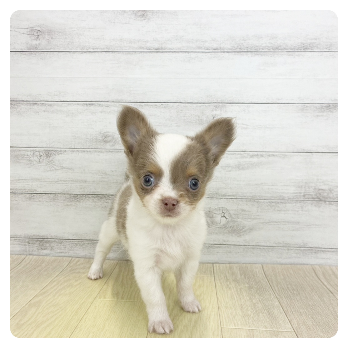 愛知県のチワワ(ロング) (犬の家＆猫の里春日井本店/2026年8月19日生まれ/男の子/ホワイトイザベラタン)の子犬