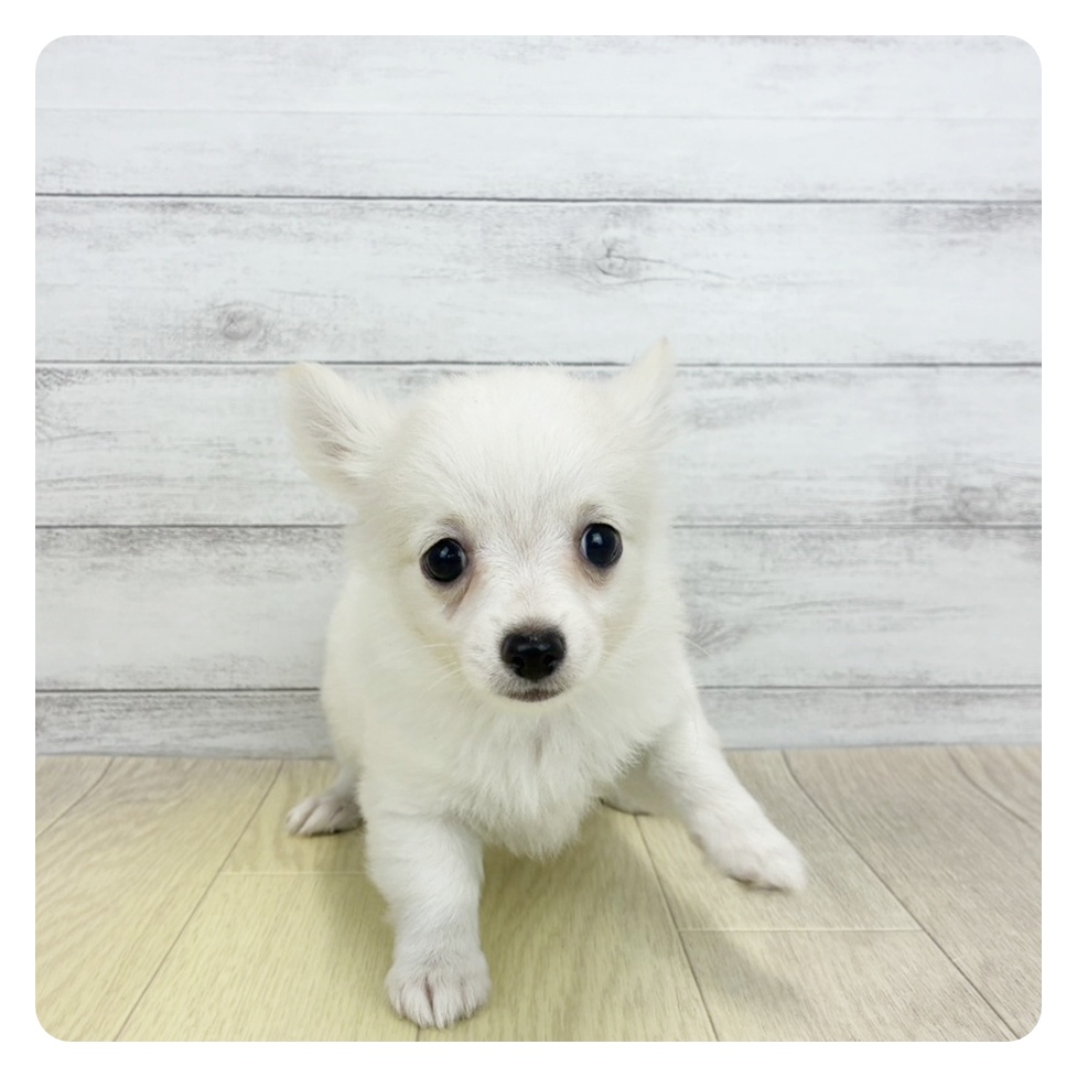 愛知県のチワワ(ロング) (犬の家＆猫の里七宝店/2026年8月17日生まれ/男の子/クリームホワイト)の子犬の2枚目の画像