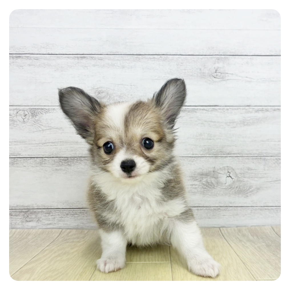 京都府のチワワ(ロング) (犬の家＆猫の里京都精華店/2026年8月17日生まれ/男の子/フォーンホワイト)の子犬