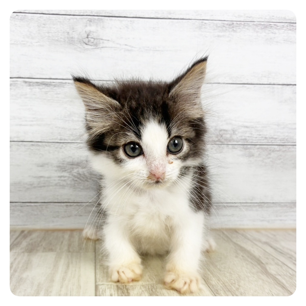 滋賀県のノルウェージャンフォレストキャット (犬の家＆猫の里長浜店/2026年8月18日生まれ/男の子/ブラウンタビーホワイト)の子猫
