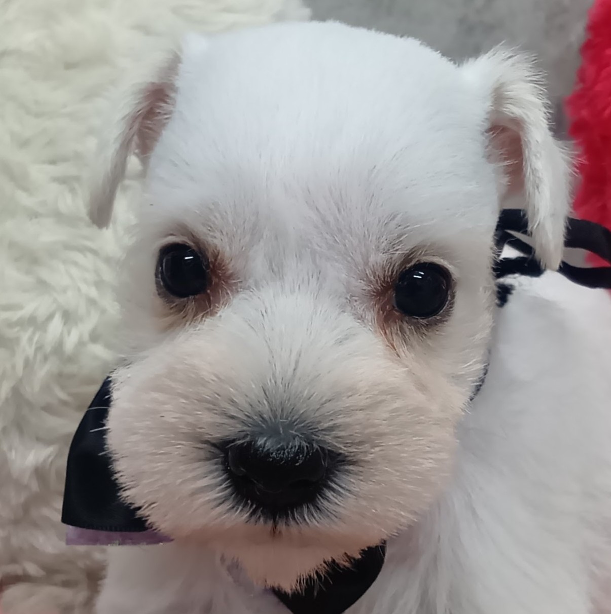 大阪府のミニチュアシュナウザー (犬の家＆猫の里そよら東岸和田店/2026年8月21日生まれ/女の子/ホワイト)の子犬