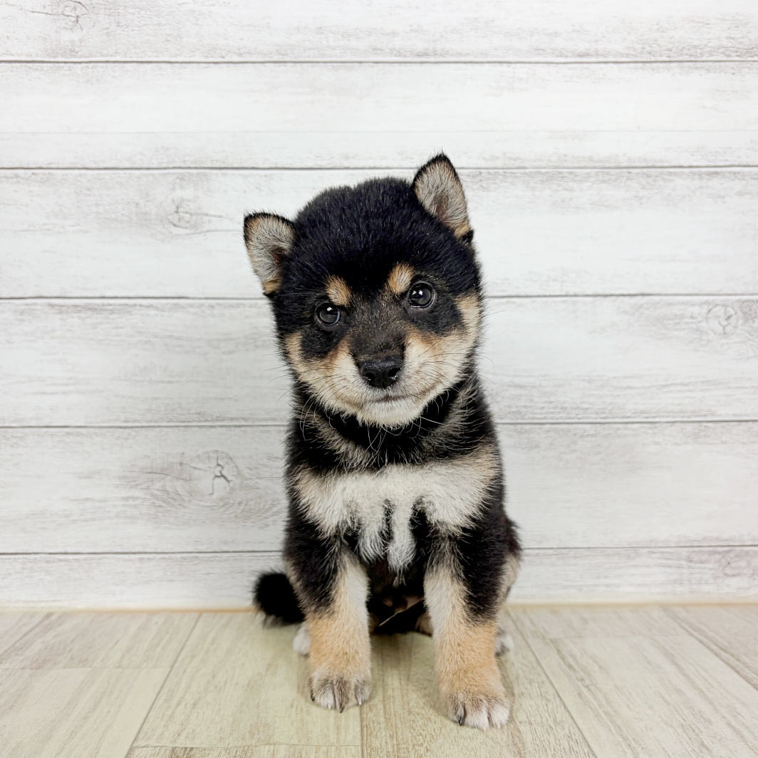 大阪府の豆柴 (犬の家＆猫の里吹田店/2026年8月23日生まれ/男の子/黒)の子犬