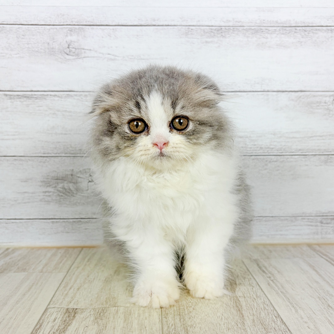福岡県のスコティッシュフォールド (犬の家＆猫の里トリアス久山店/2026年8月20日生まれ/女の子/ブルーホワイト)の子猫