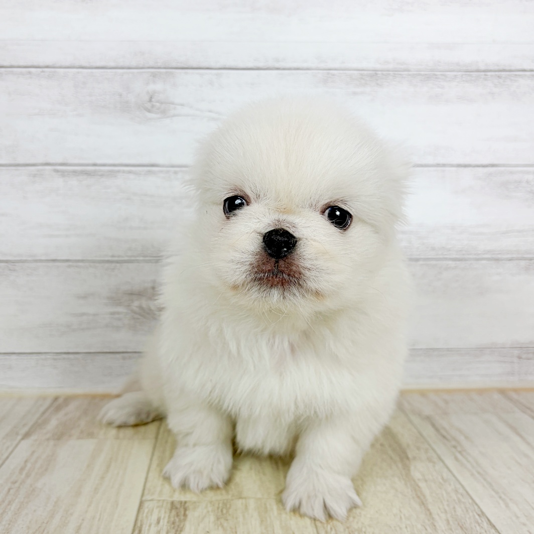 大阪府のペキニーズ (犬の家＆猫の里吹田店/2026年8月21日生まれ/女の子/ホワイト)の子犬