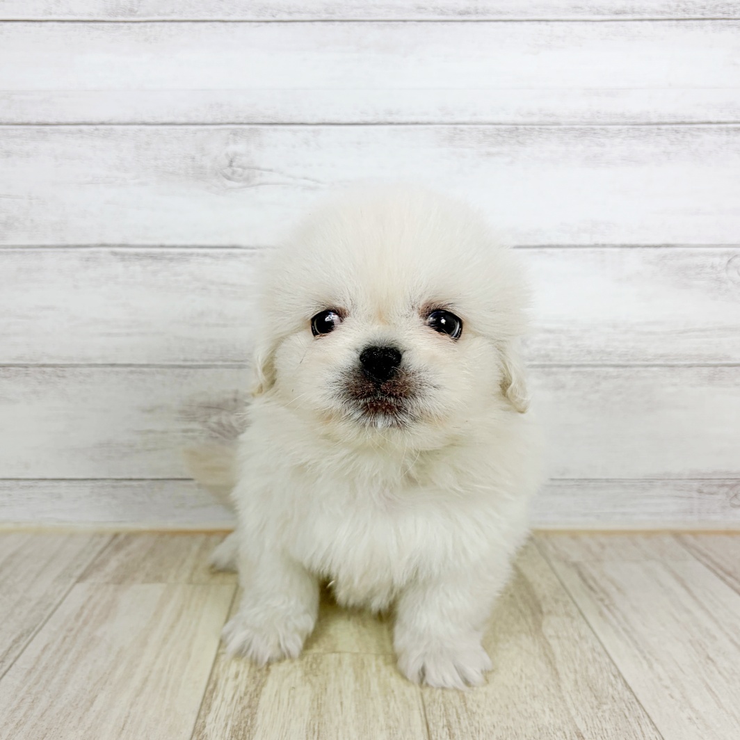 大阪府のペキニーズ (犬の家＆猫の里吹田店/2026年8月21日生まれ/男の子/ホワイト)の子犬
