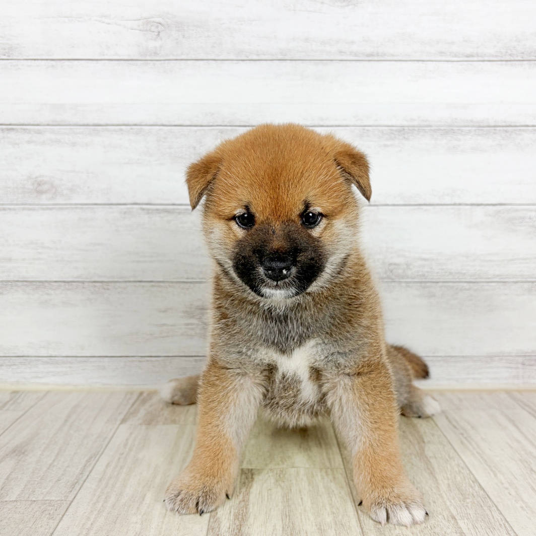 兵庫県の柴犬(標準サイズ) (犬の家＆猫の里ゆめタウン姫路店/2026年8月21日生まれ/男の子/赤)の子犬