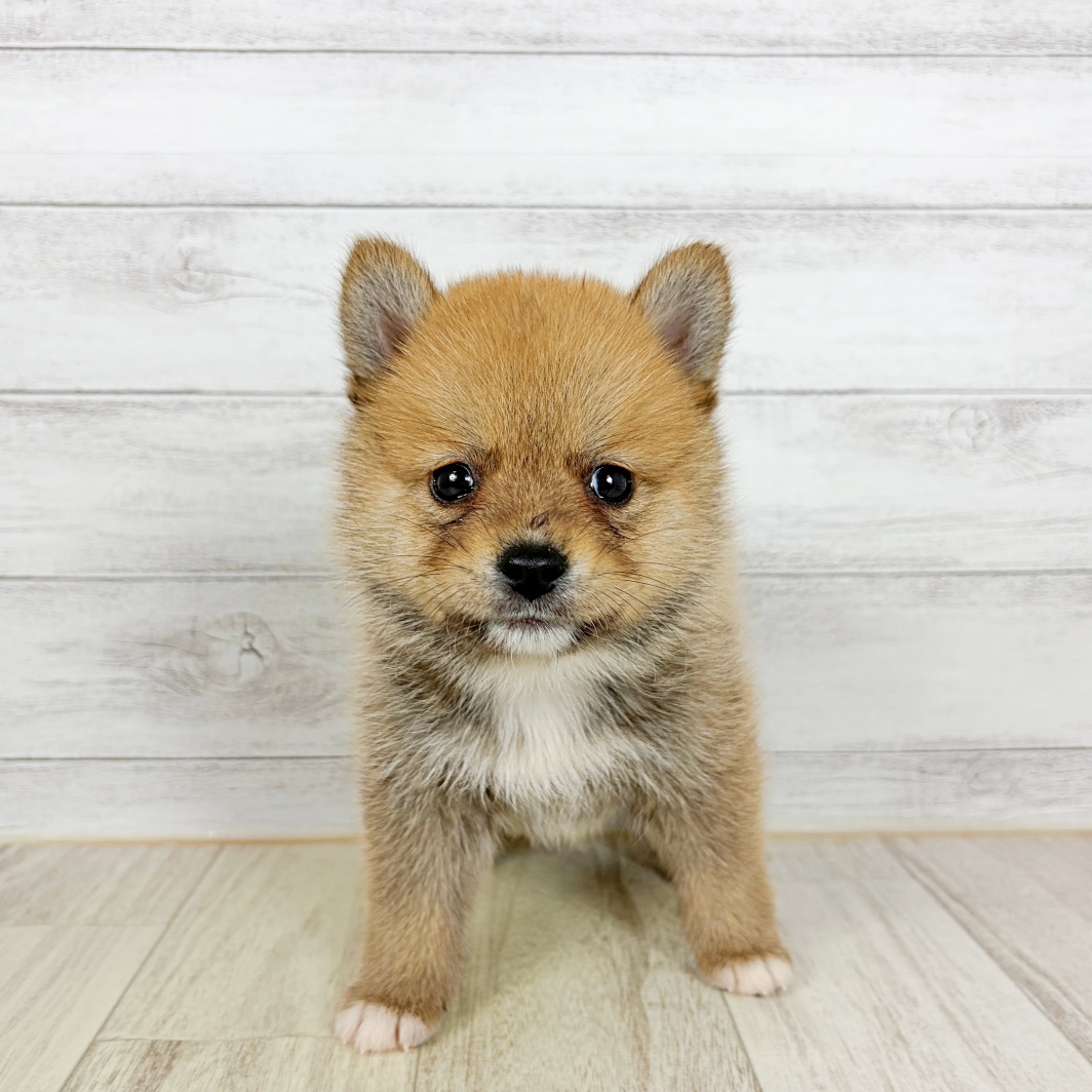 兵庫県のポメ柴/豆ポメ/ポメ豆柴(ポメラニアン×柴犬) (犬の家＆猫の里ニッケパークタウン加古川店/2026年8月23日生まれ/男の子/赤)の子犬