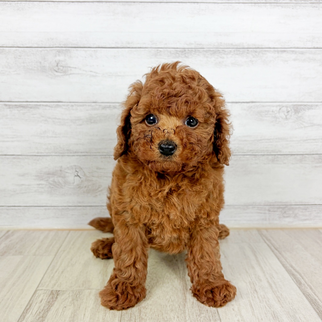 福井県のトイプードル(トイ) (犬の家＆猫の里アミーゴ福井大和田店/2026年8月22日生まれ/男の子/レッド)の子犬