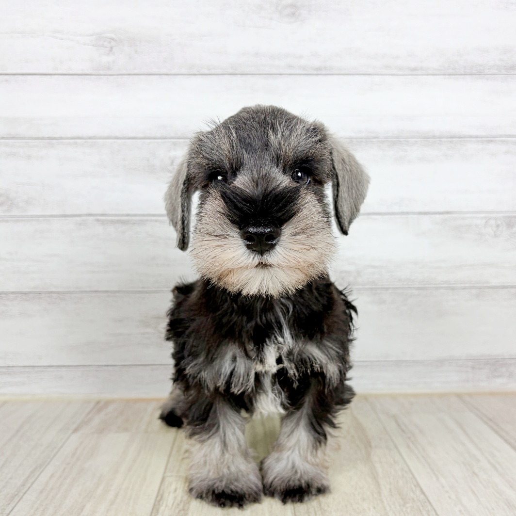 大阪府のミニチュアシュナウザー (犬の家＆猫の里吹田店/2026年8月22日生まれ/男の子/ソルトペッパー)の子犬