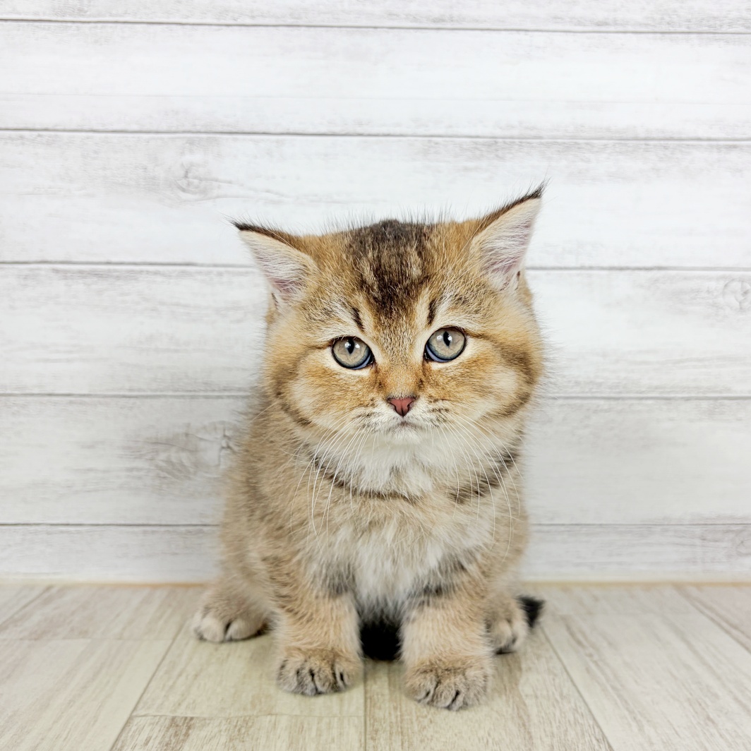 兵庫県のブリティッシュショートヘアー (犬の家＆猫の里ニッケパークタウン加古川店/2026年8月21日生まれ/女の子/ブラウンタビー)の子猫