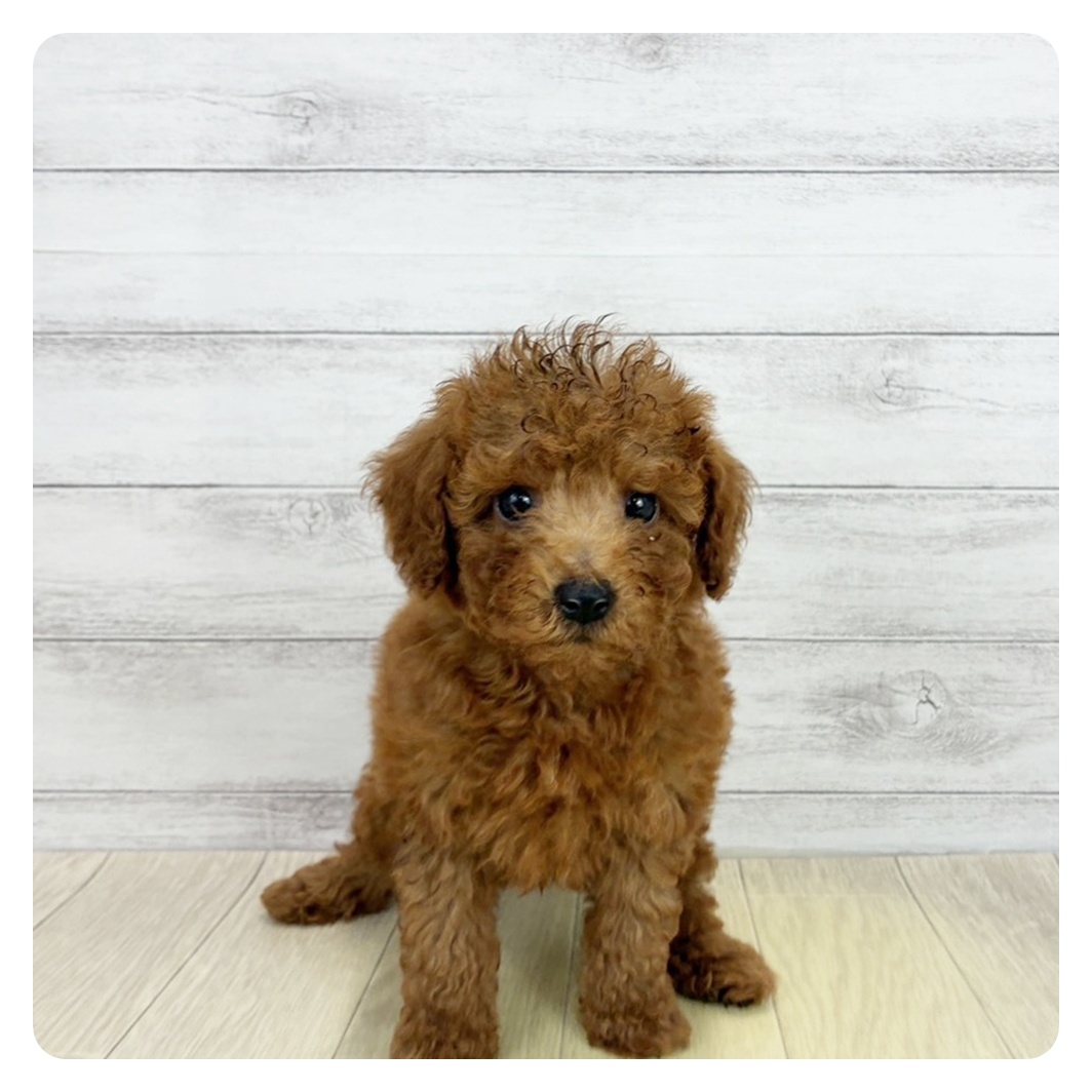 愛知県のトイプードル(トイ) (犬の家＆猫の里春日井本店/2026年8月23日生まれ/男の子/レッドフォーン)の子犬