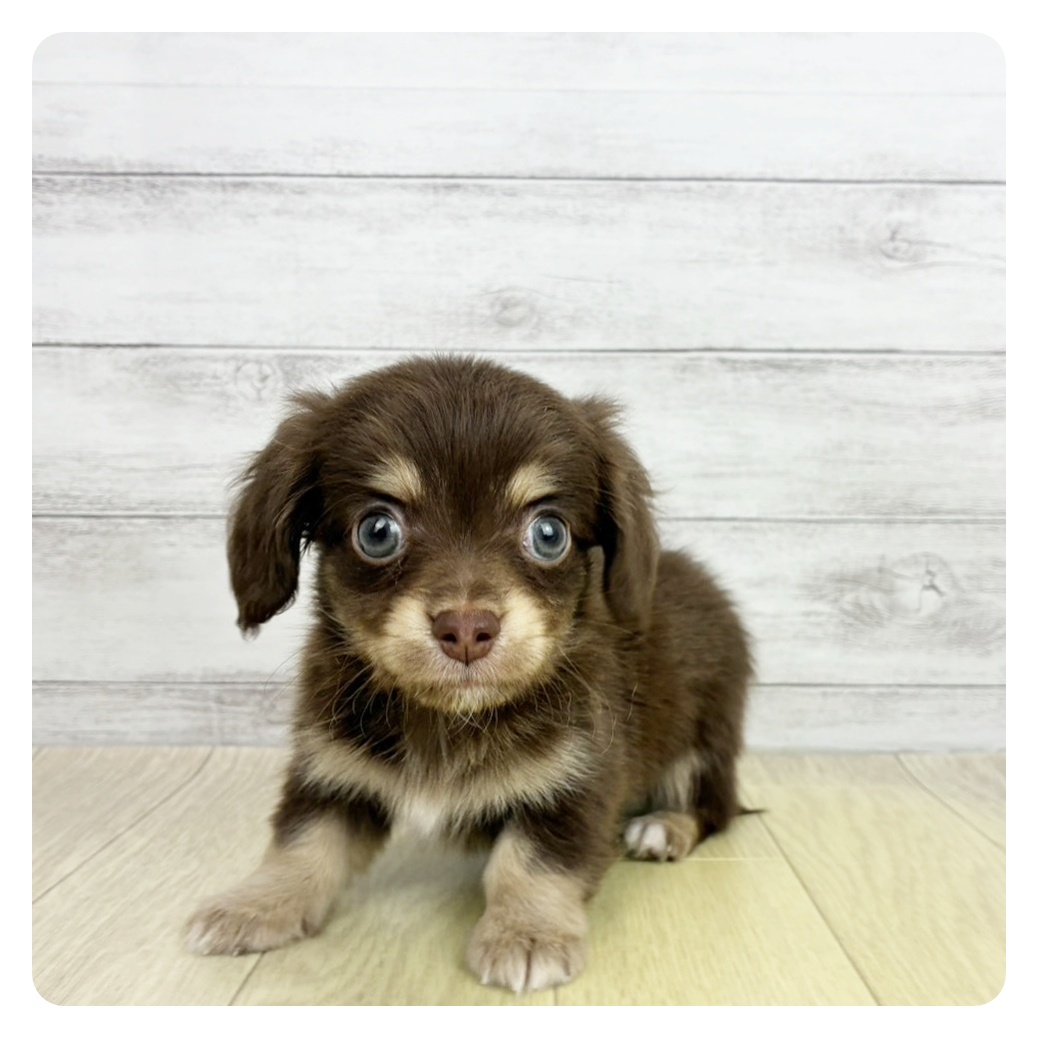 愛知県のチワックス(チワワ×ダックス) (犬の家＆猫の里春日井本店/2026年8月23日生まれ/男の子/チョコレートタン)の子犬