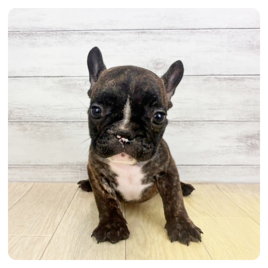 愛知県のフレンチブルドッグ (犬の家＆猫の里一宮店/2026年8月17日生まれ/男の子/ブリンドルホワイト)の子犬