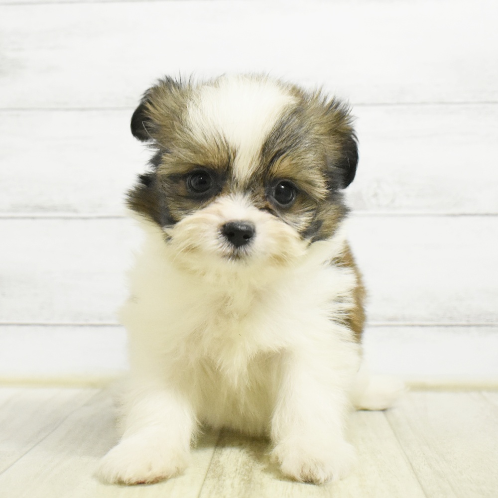 愛知県のハーフ犬・ミックス犬 (犬の家＆猫の里名古屋天白店/2026年8月23日生まれ/男の子/ホワイトゴールド)の子犬