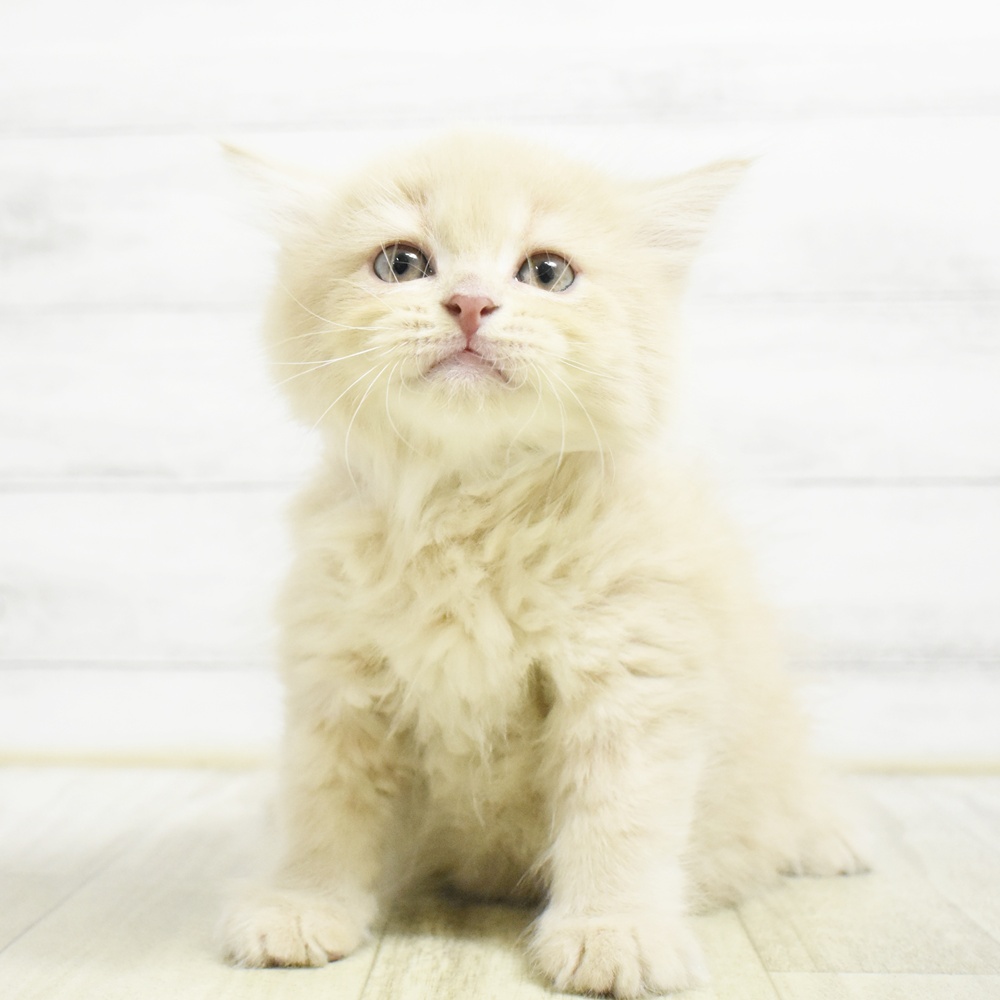 福岡県のサイベリアン (犬の家＆猫の里くりえいと宗像店/2026年8月23日生まれ/女の子/クリームタビー)の子猫