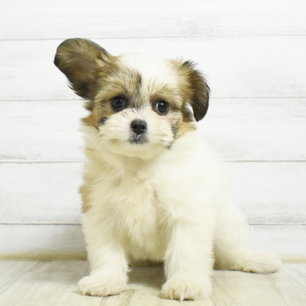愛知県のハーフ犬・ミックス犬 (犬の家＆猫の里春日井本店/2026年8月23日生まれ/女の子/ホワイトゴールド)の子犬