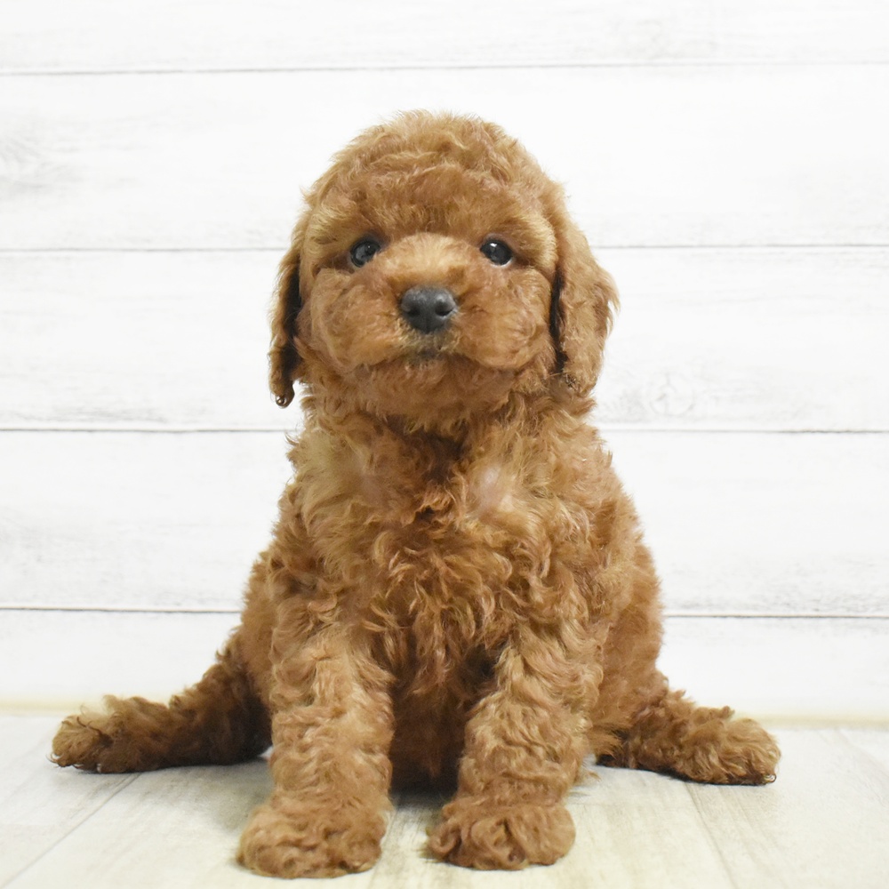 千葉県のトイプードル(トイ) (犬の家＆猫の里ワンズモール稲毛店/2026年8月25日生まれ/女の子/レッド)の子犬
