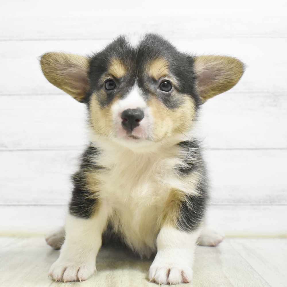 千葉県のウェルシュコーギーペンブローク (犬の家＆猫の里BIGHOPガーデンモール印西店/2026年8月24日生まれ/女の子/ブラックタンホワイト)の子犬