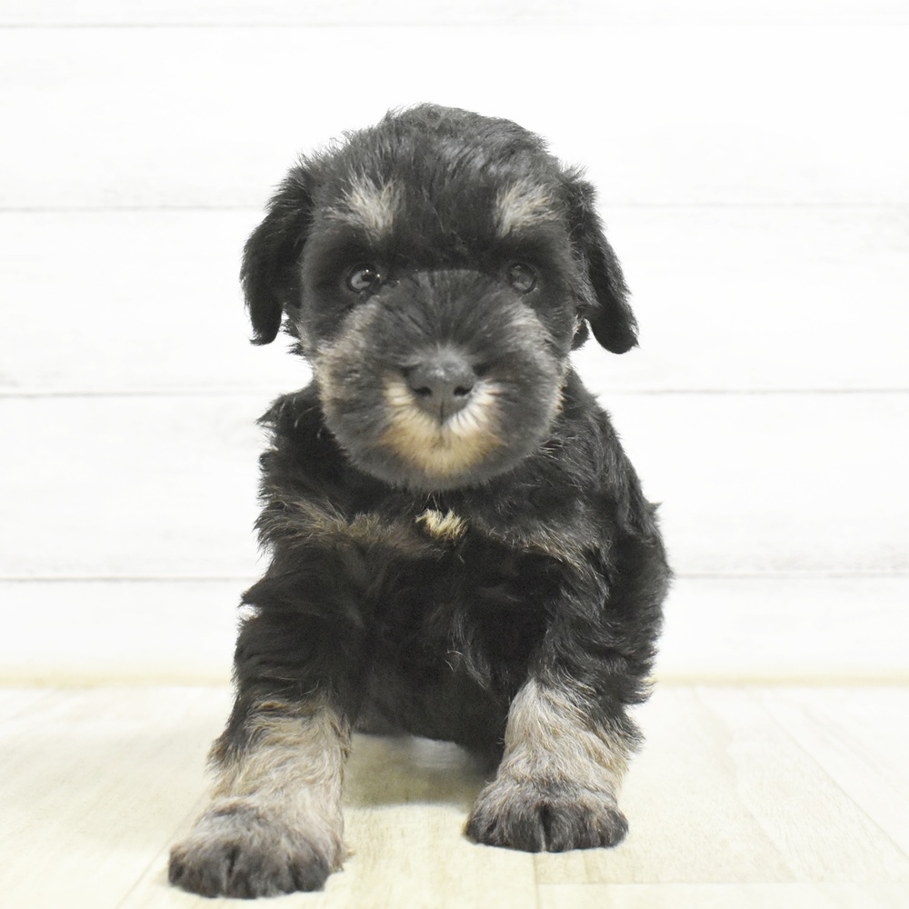 愛知県のミニチュアシュナウザー (犬の家＆猫の里安城店/2026年8月24日生まれ/男の子/ブラックシルバー)の子犬
