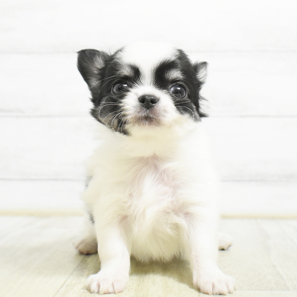 長野県のチワワ(ロング) (犬の家＆猫の里カインズ梓川店/2026年8月24日生まれ/男の子/ホワイトブラックタン)の子犬